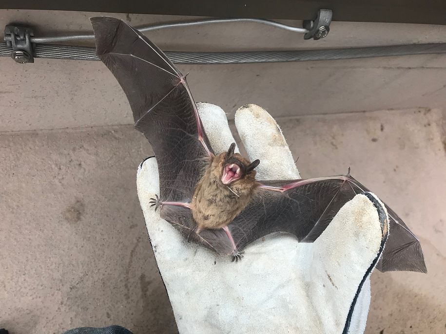 Bat Removal