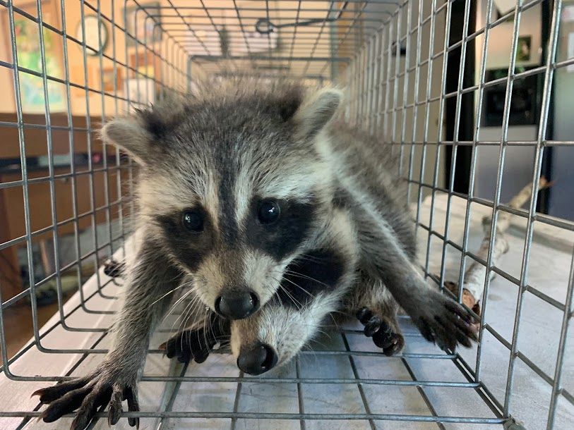 Raccoon Removal