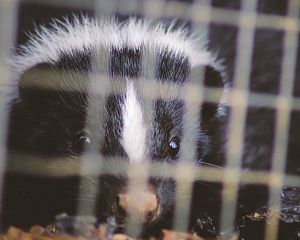 Skunk Removal