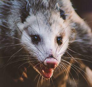 Opossum Removal