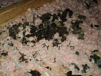 Animal Feces in Attic