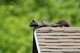 Squirrel on roof