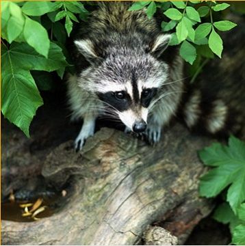 Racoon Removal