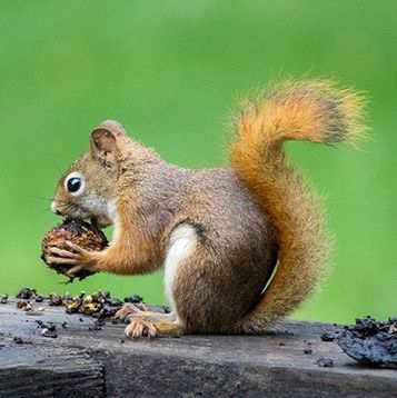 Squirrel Removal