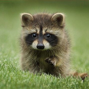 Racoon Removal