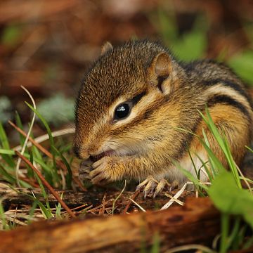 Chipmunk Control