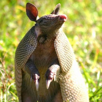 Armadillo Removal 