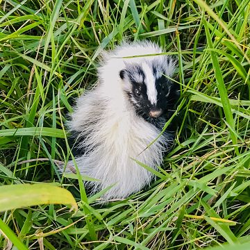 Skunk Removal