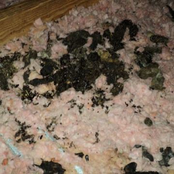 Animal Feces in Attic