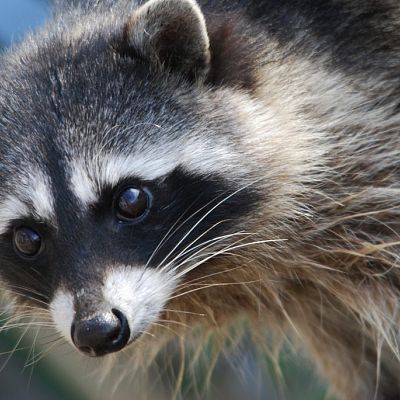 Raccoon Removal