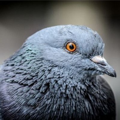 Pigeon Removal Services in Tennessee