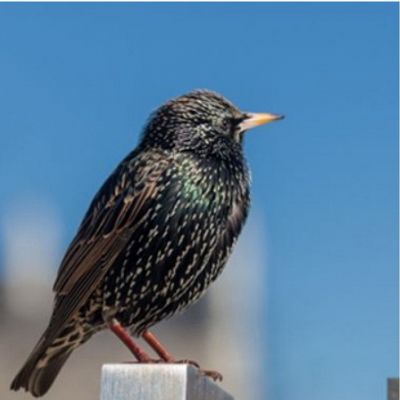 Starling Removal