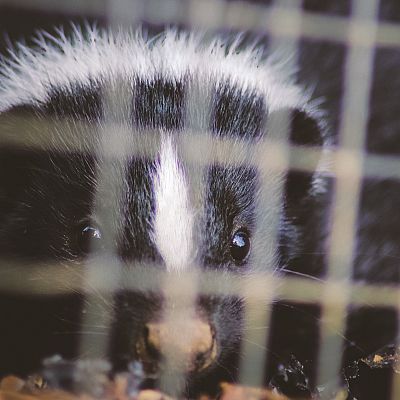 Skunk Removal