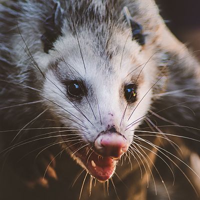 Opossum Removal