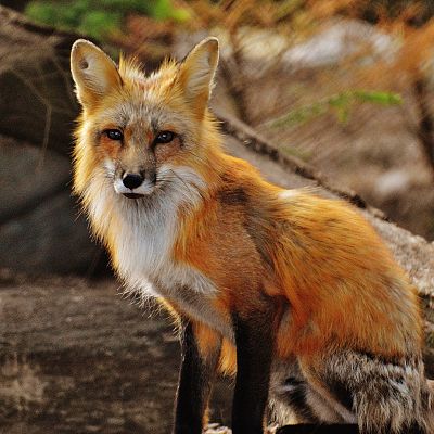 Fox Removal in Tennessee