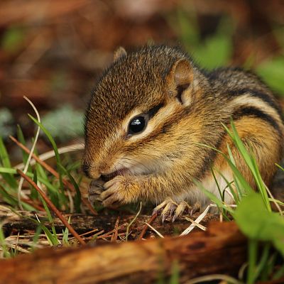 Chipmunk Removal in Tennessee