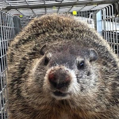 Groundhog Removal