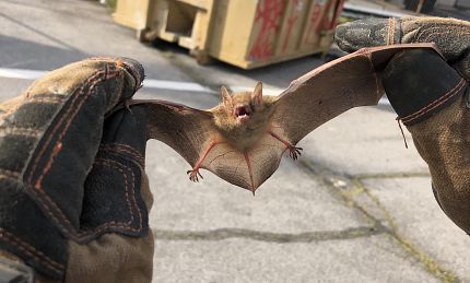 Identifying Bats