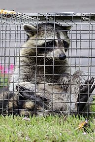 Raccoon Removal Service