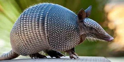 Identifying Armadillos 