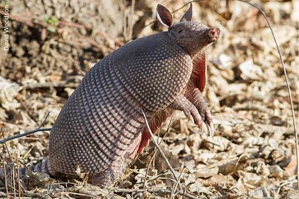 Armadillo Removal 