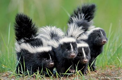 Skunk Removal