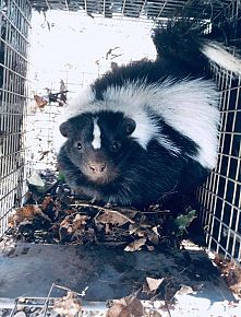 Skunk Removal