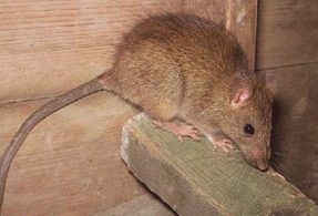 How to Identify Rats?