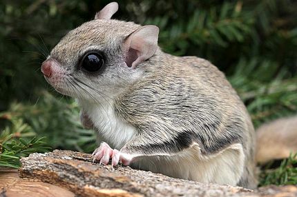 Flying Squirrel Identification