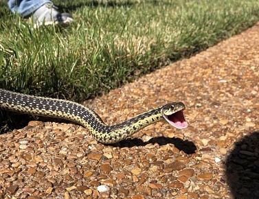 Snake Identification