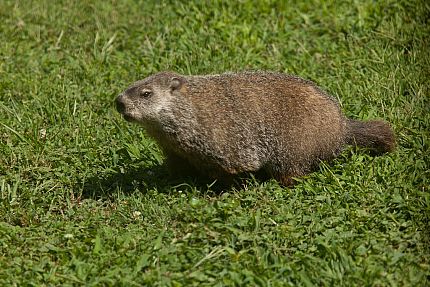 Identifying Groundhogs