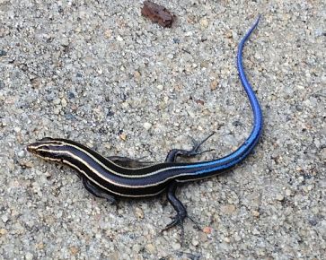 Five lined skink