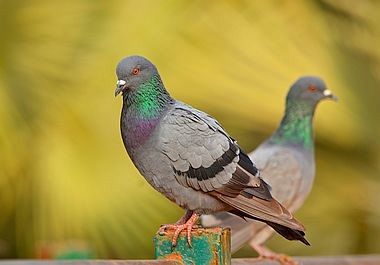 Pigeon Identification and Removal