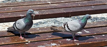 Problems and Damage Caused by Pigeons