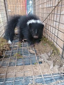 Skunk Prevention and Exclusions