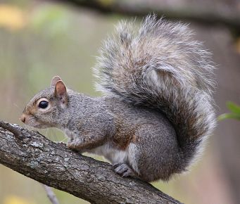 Identifying Squirrels