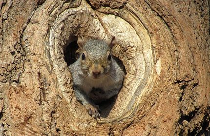 Squirrel Prevention and Exclusions