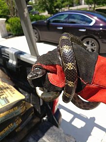 Snake Prevention and Exclusions 