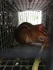 Chipmunk Removal