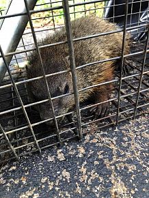 Groundhog Removal