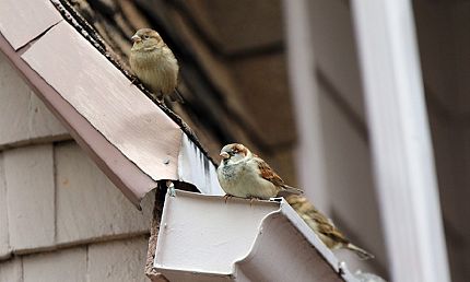 Problems and Damage caused by Sparrows