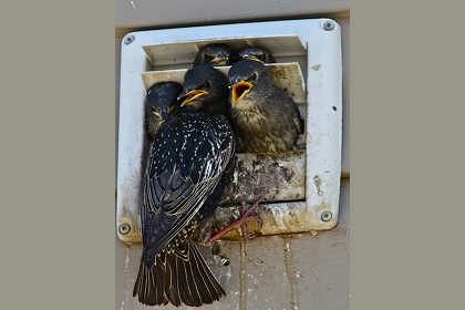 Problems and Damage Caused by Birds