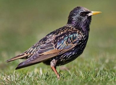 Starling Identification 