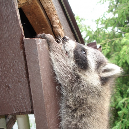 Raccoon on house